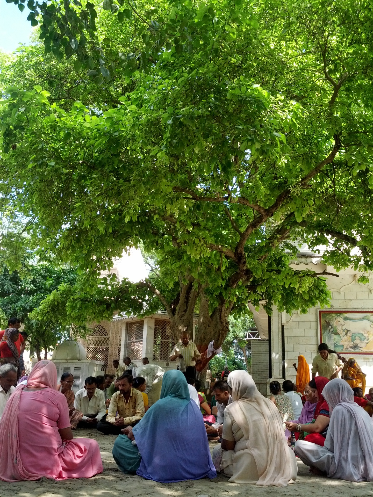 Kalp Tree at Raman Reti in Gokul's Karshni Ashram